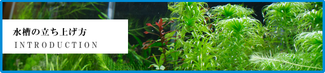 入門編・水槽の立ち上げ方