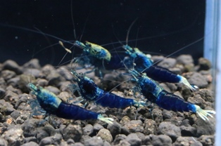 サムライブルーシュリンプもこの方法で繁殖しています。